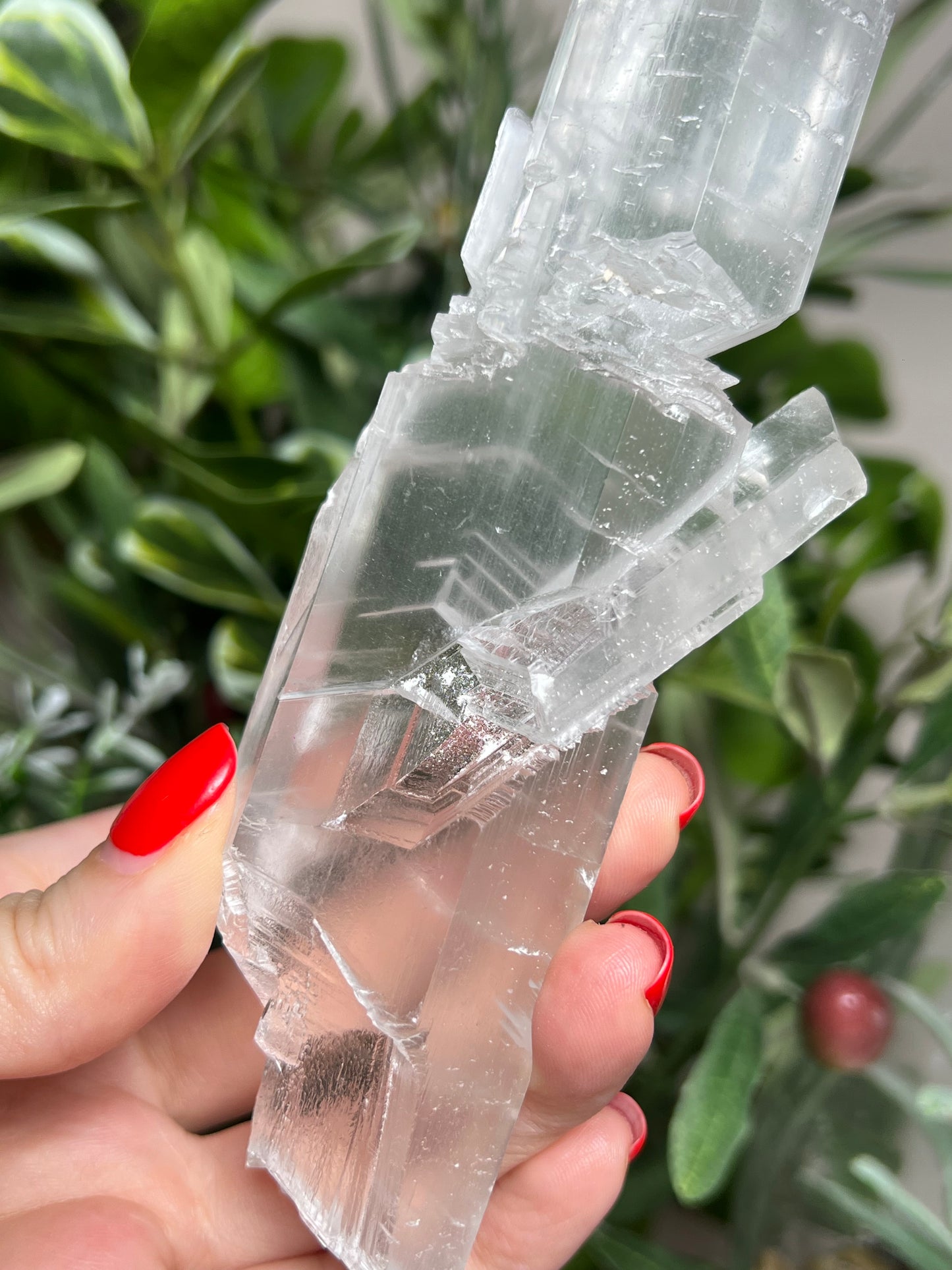 Statement Fishtail Selenite