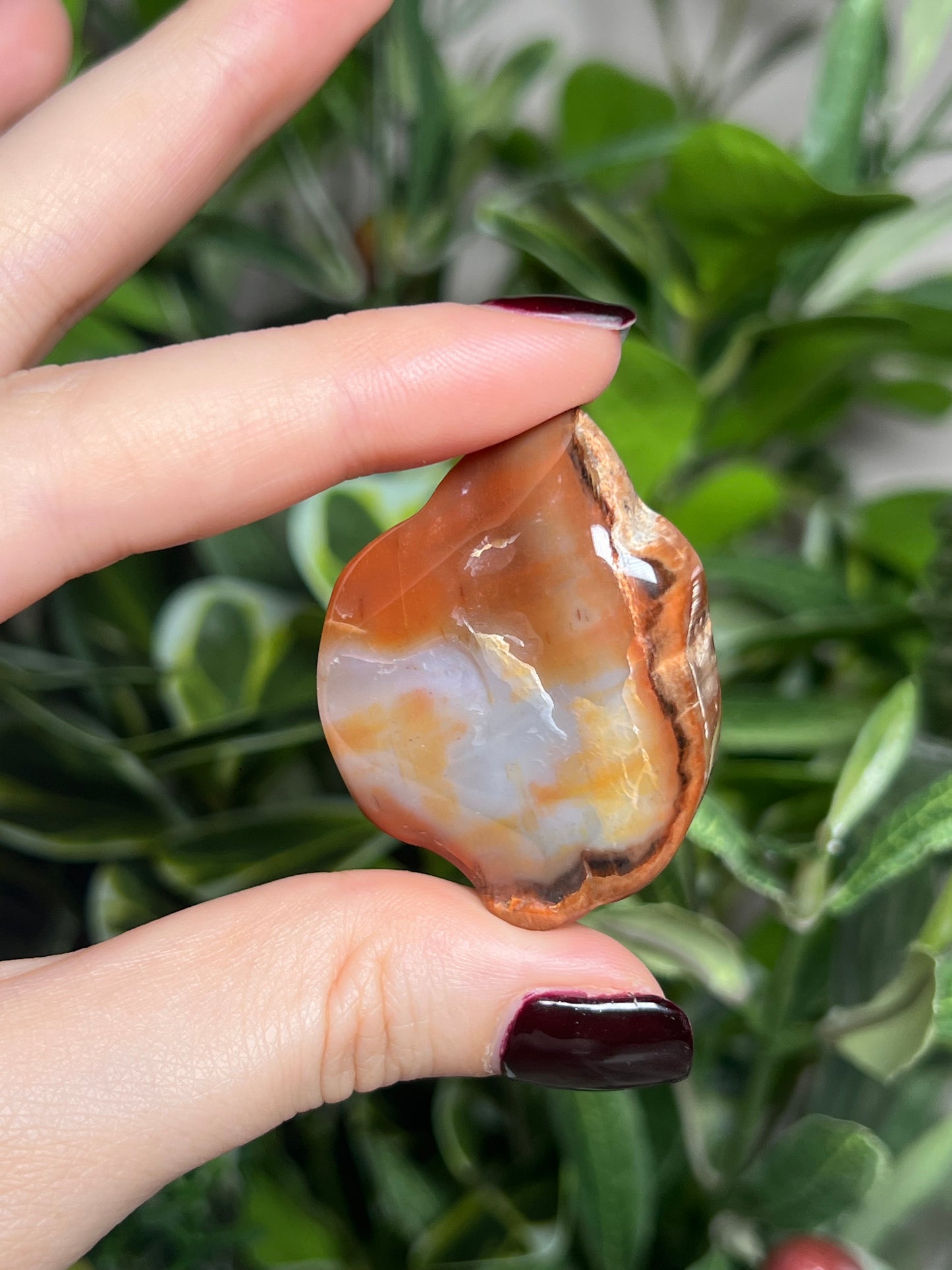 Arizona Petrified Wood Freeforms