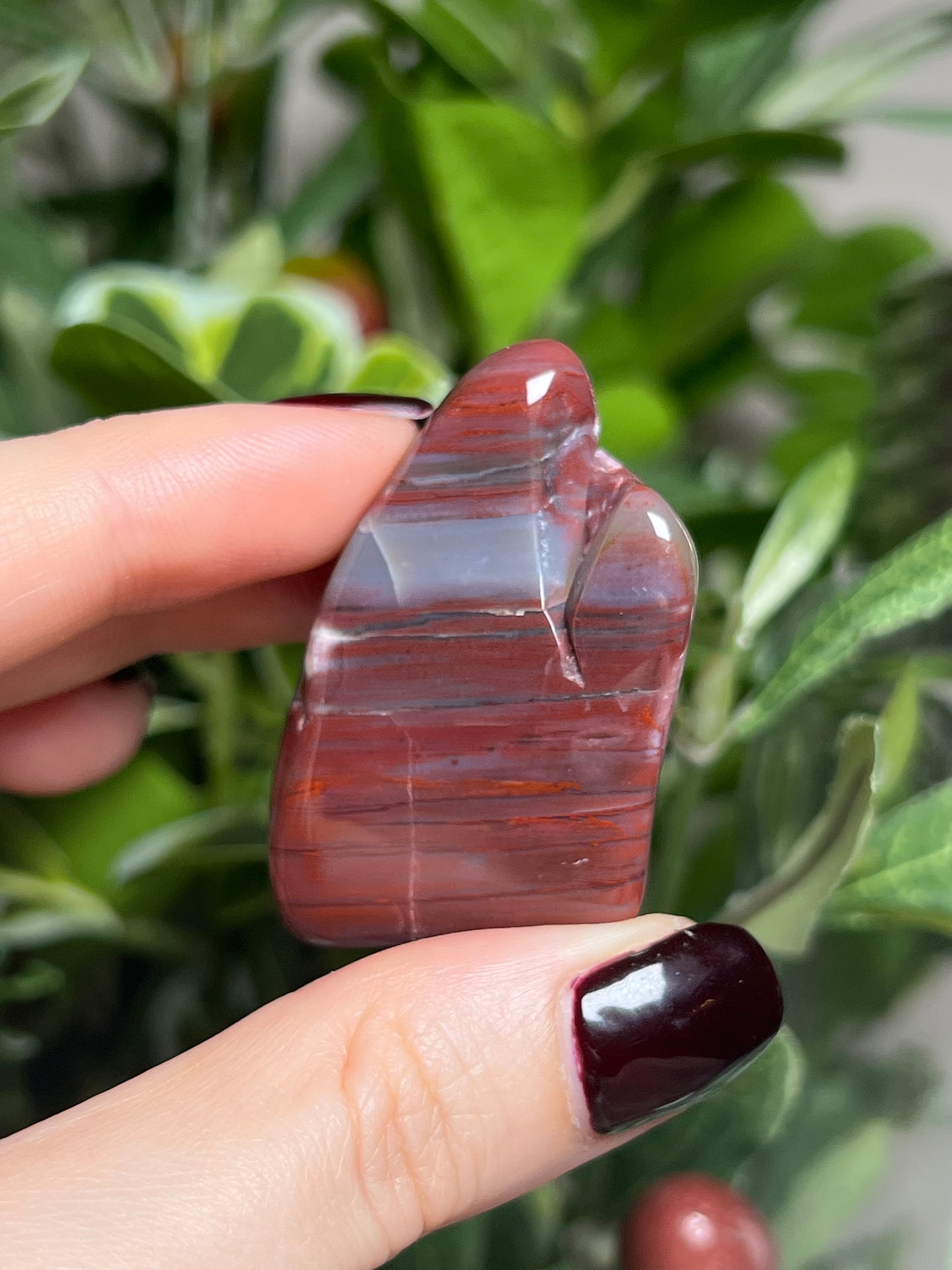 Arizona Petrified Wood Freeforms