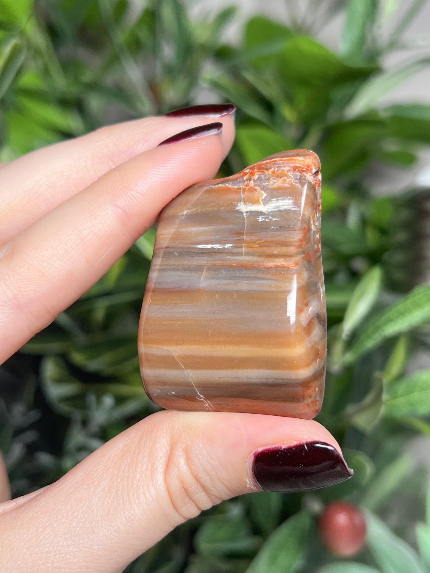 Arizona Petrified Wood Freeforms