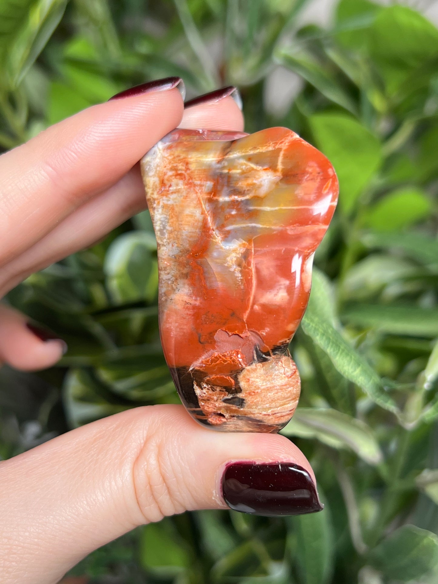 Arizona Petrified Wood Freeforms