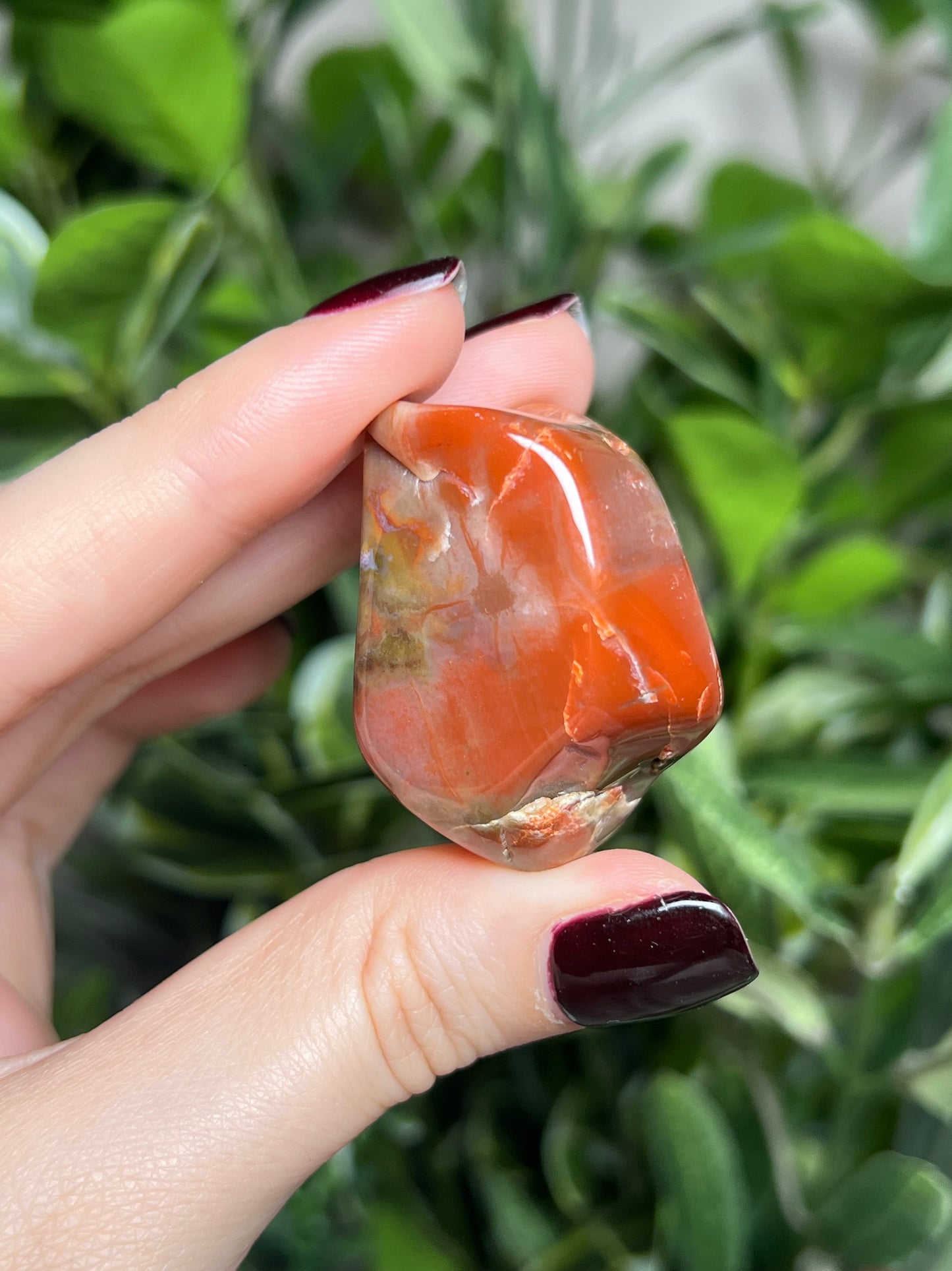 Arizona Petrified Wood Freeforms