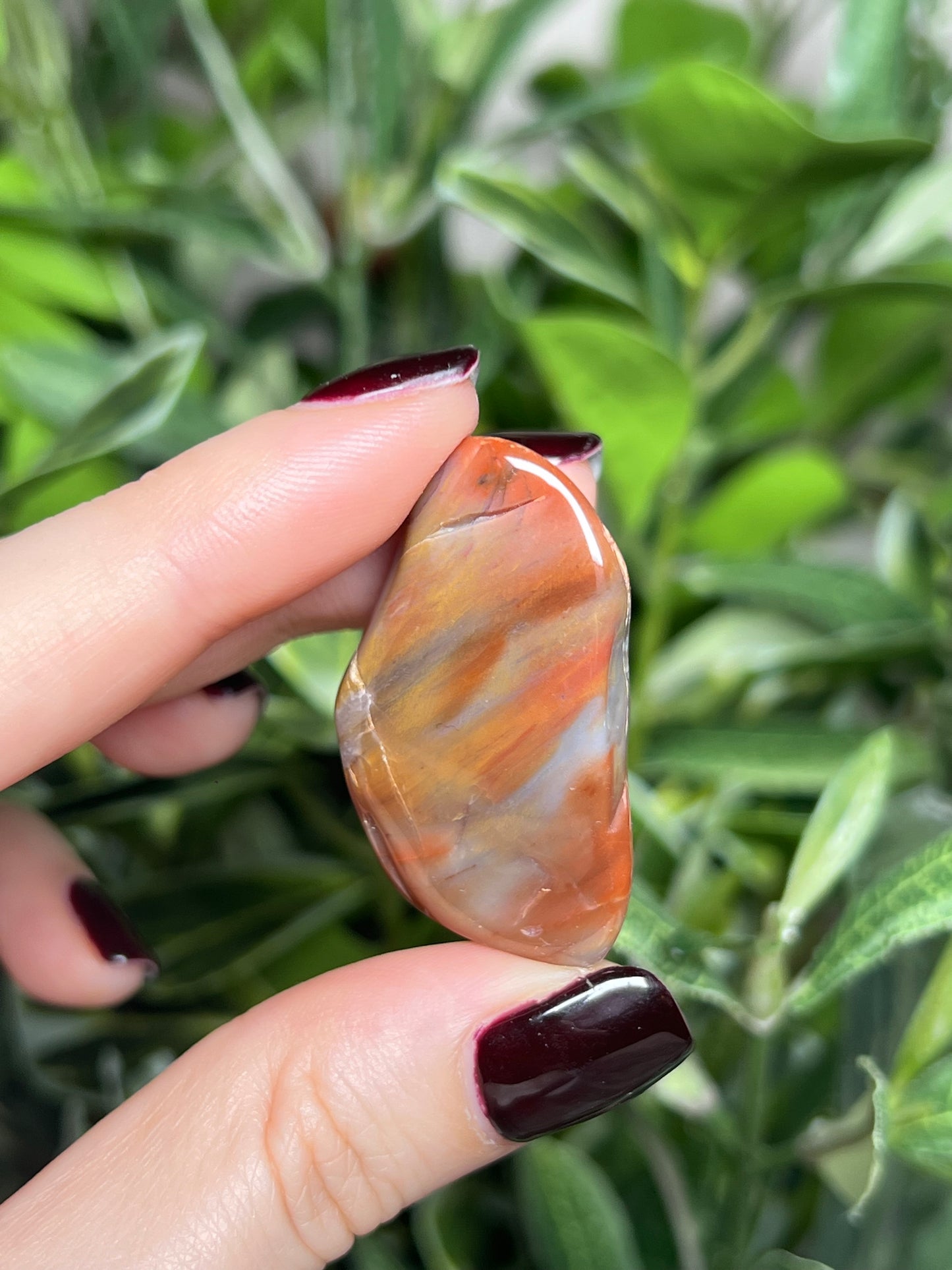 Arizona Petrified Wood Freeforms