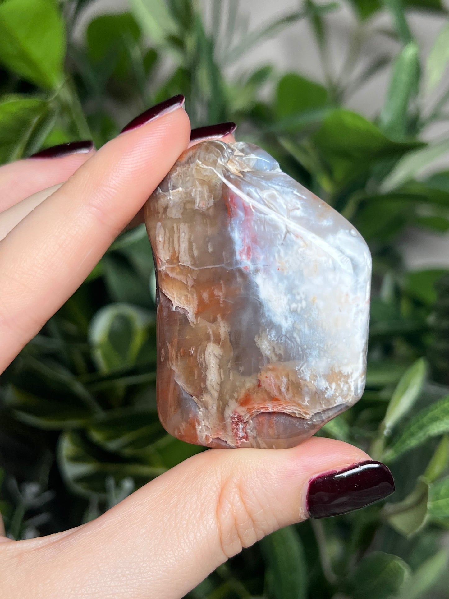 Arizona Petrified Wood Freeforms