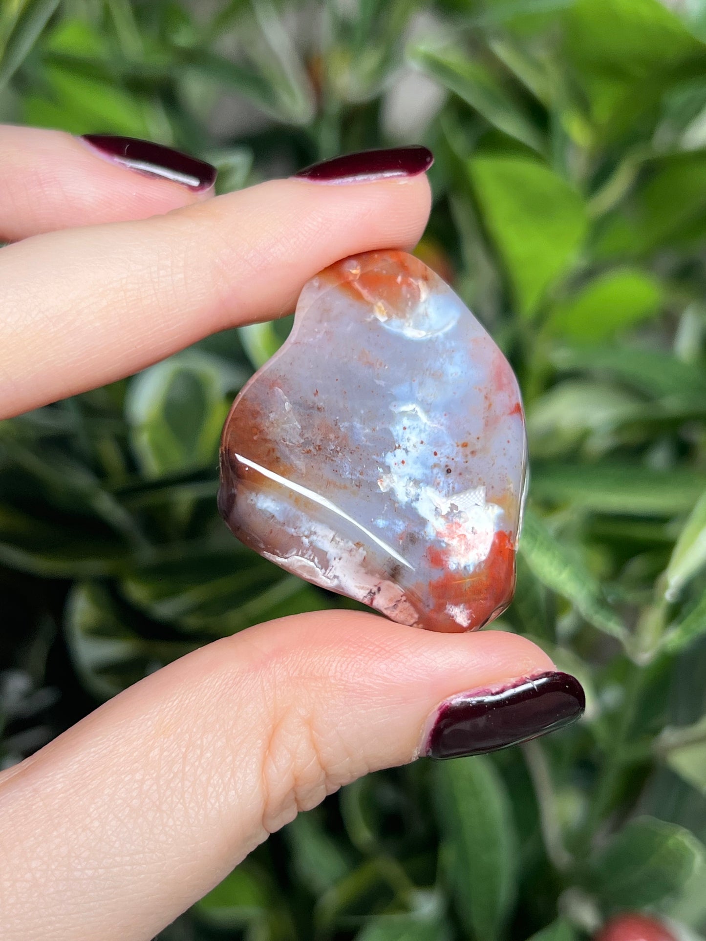 Arizona Petrified Wood Freeforms