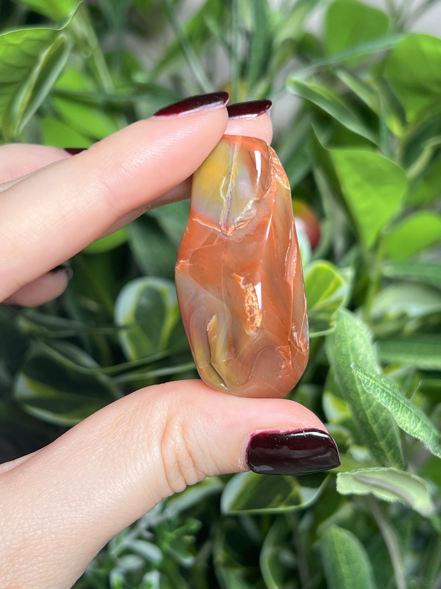Arizona Petrified Wood Freeforms