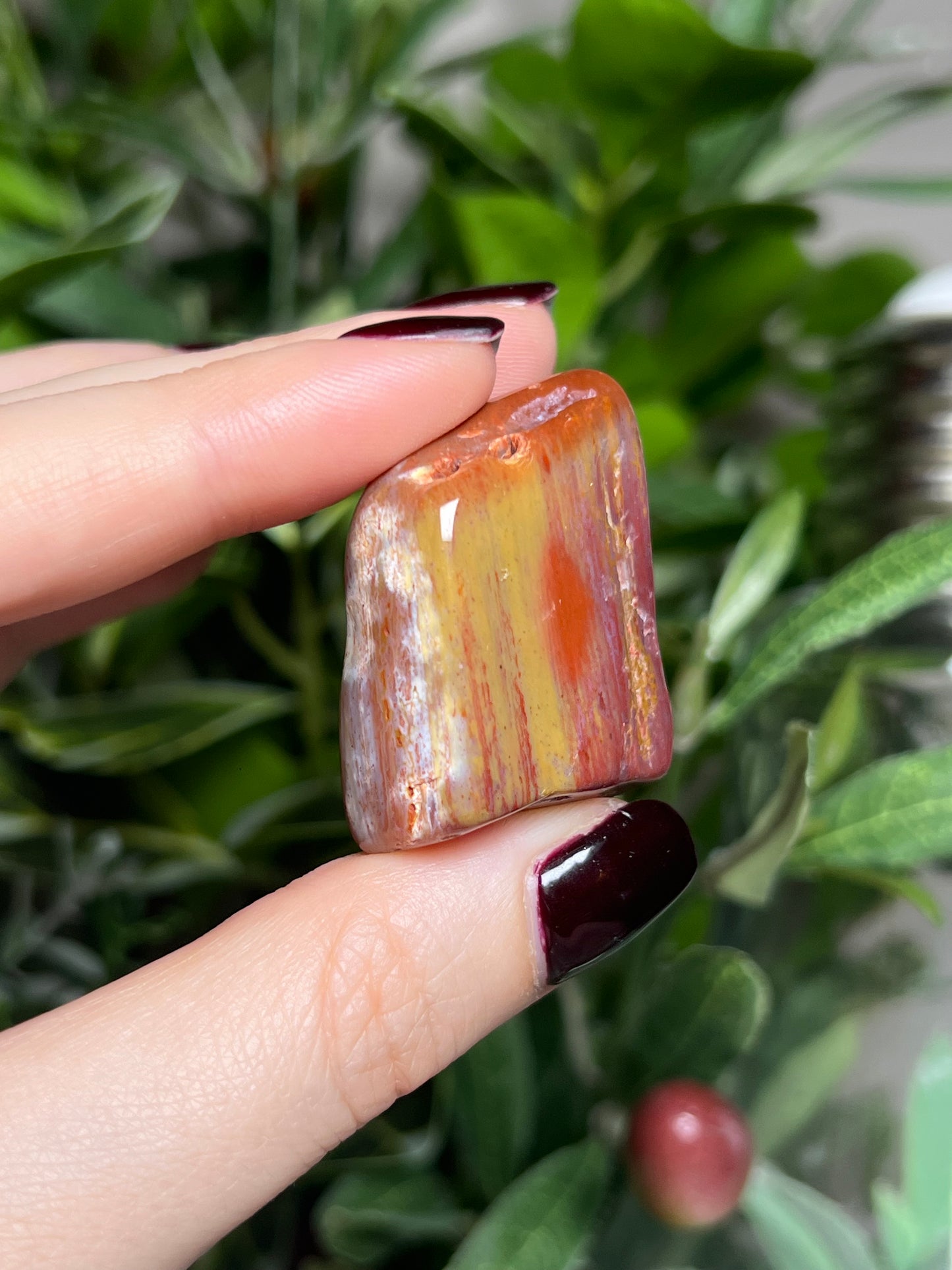 Arizona Petrified Wood Freeforms