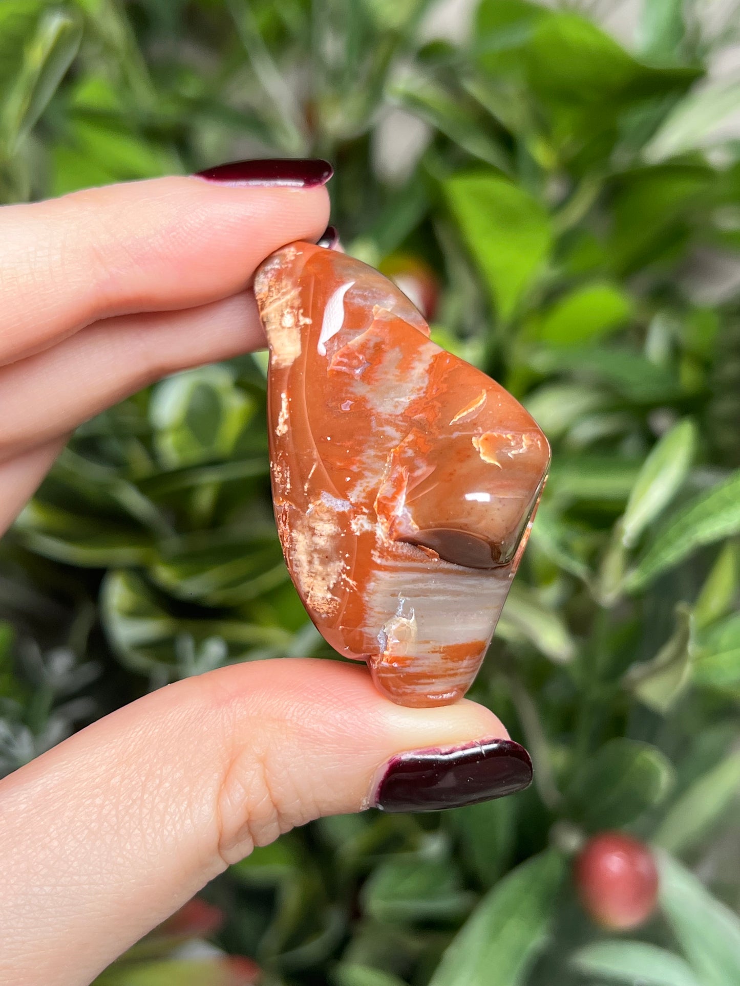 Arizona Petrified Wood Freeforms
