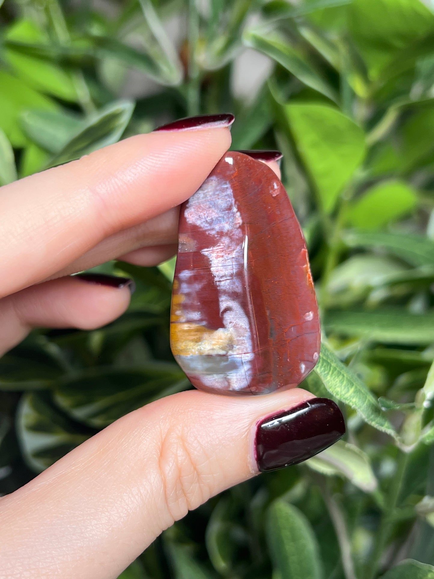 Arizona Petrified Wood Freeforms