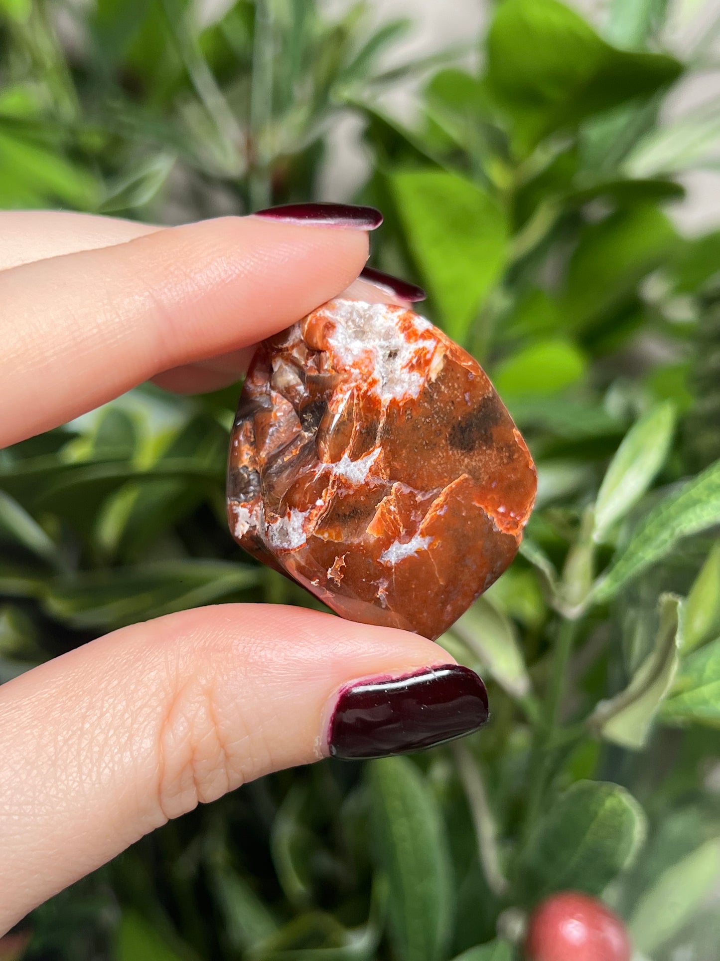 Arizona Petrified Wood Freeforms