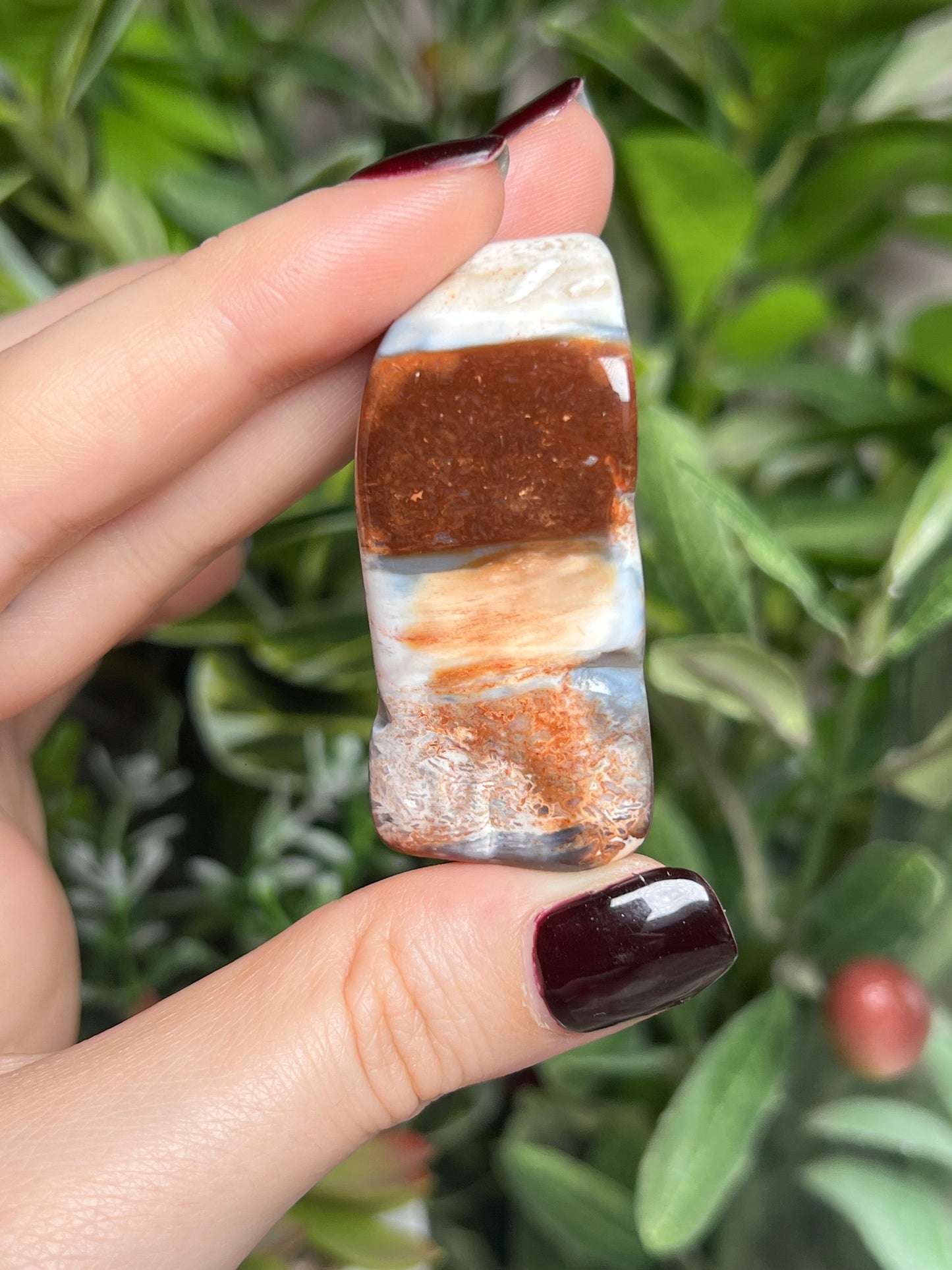 Arizona Petrified Wood Freeforms
