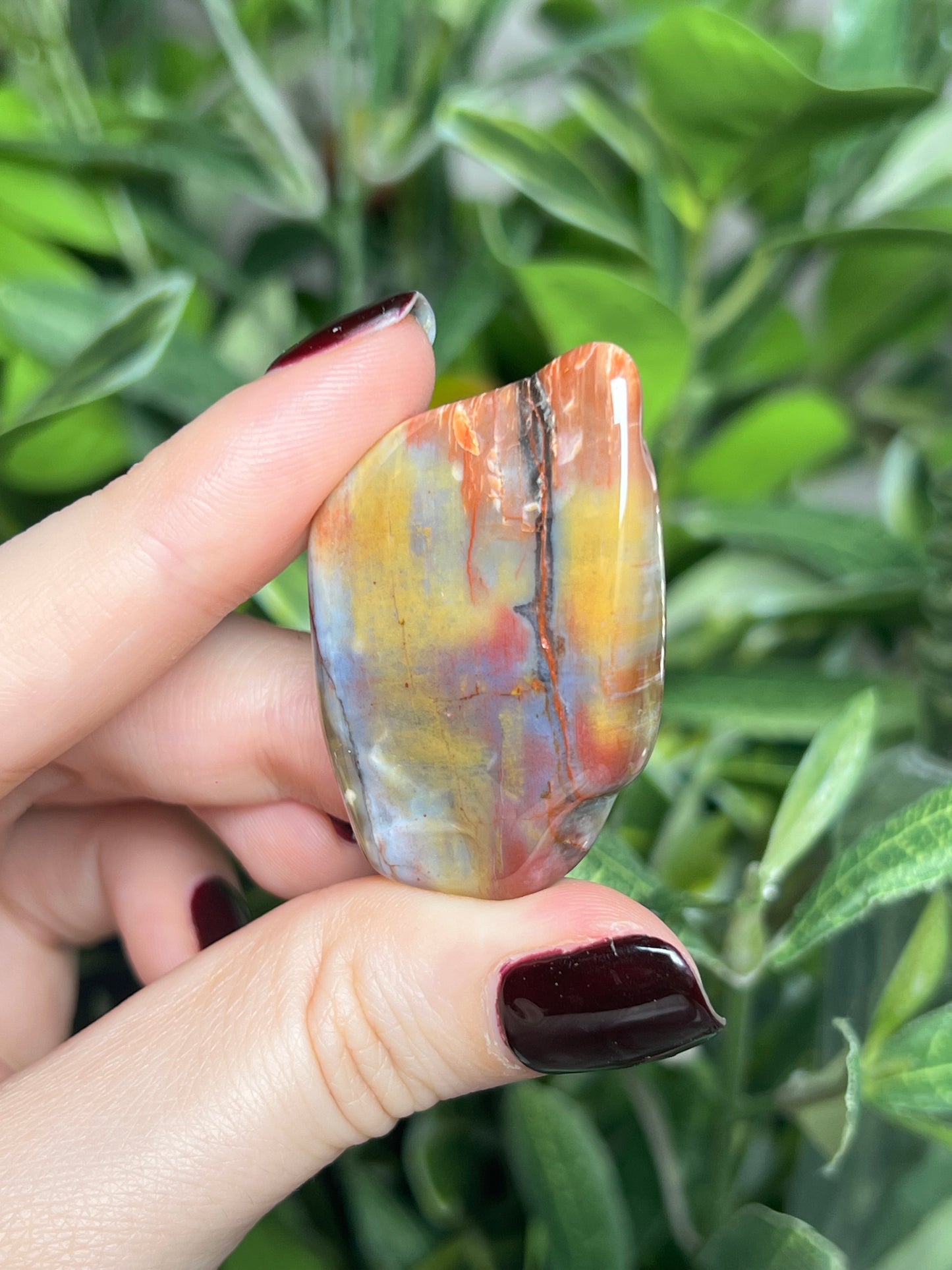 Arizona Petrified Wood Freeforms