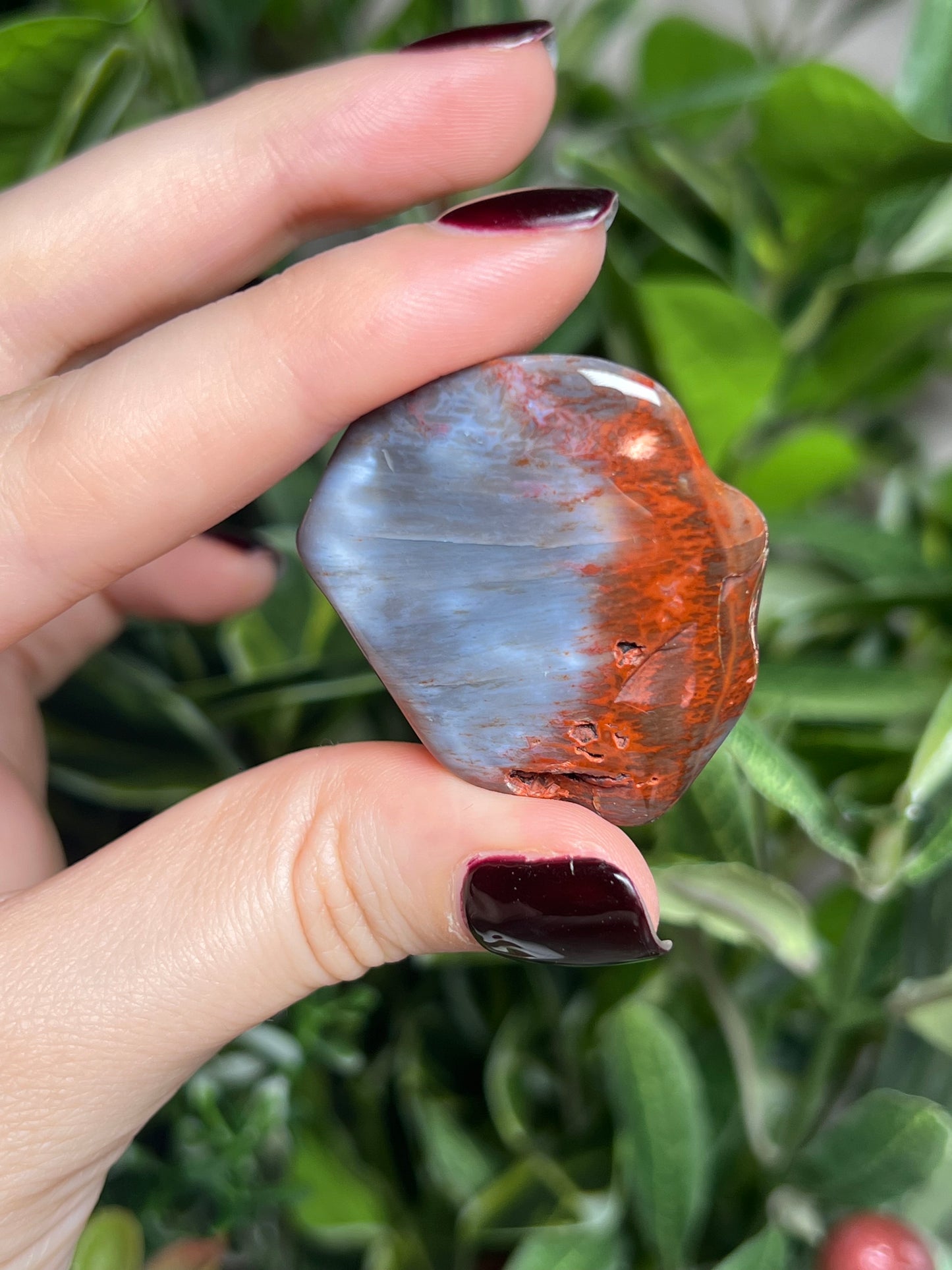 Arizona Petrified Wood Freeforms
