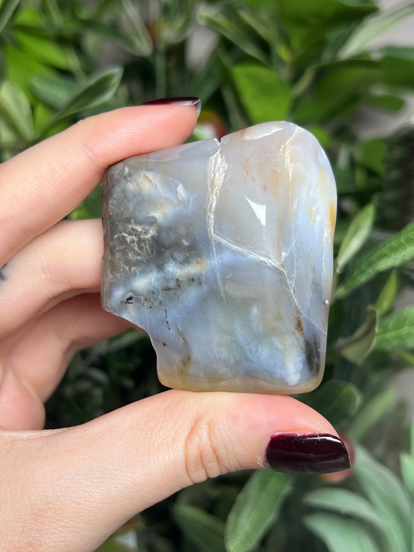 Arizona Petrified Wood Freeforms