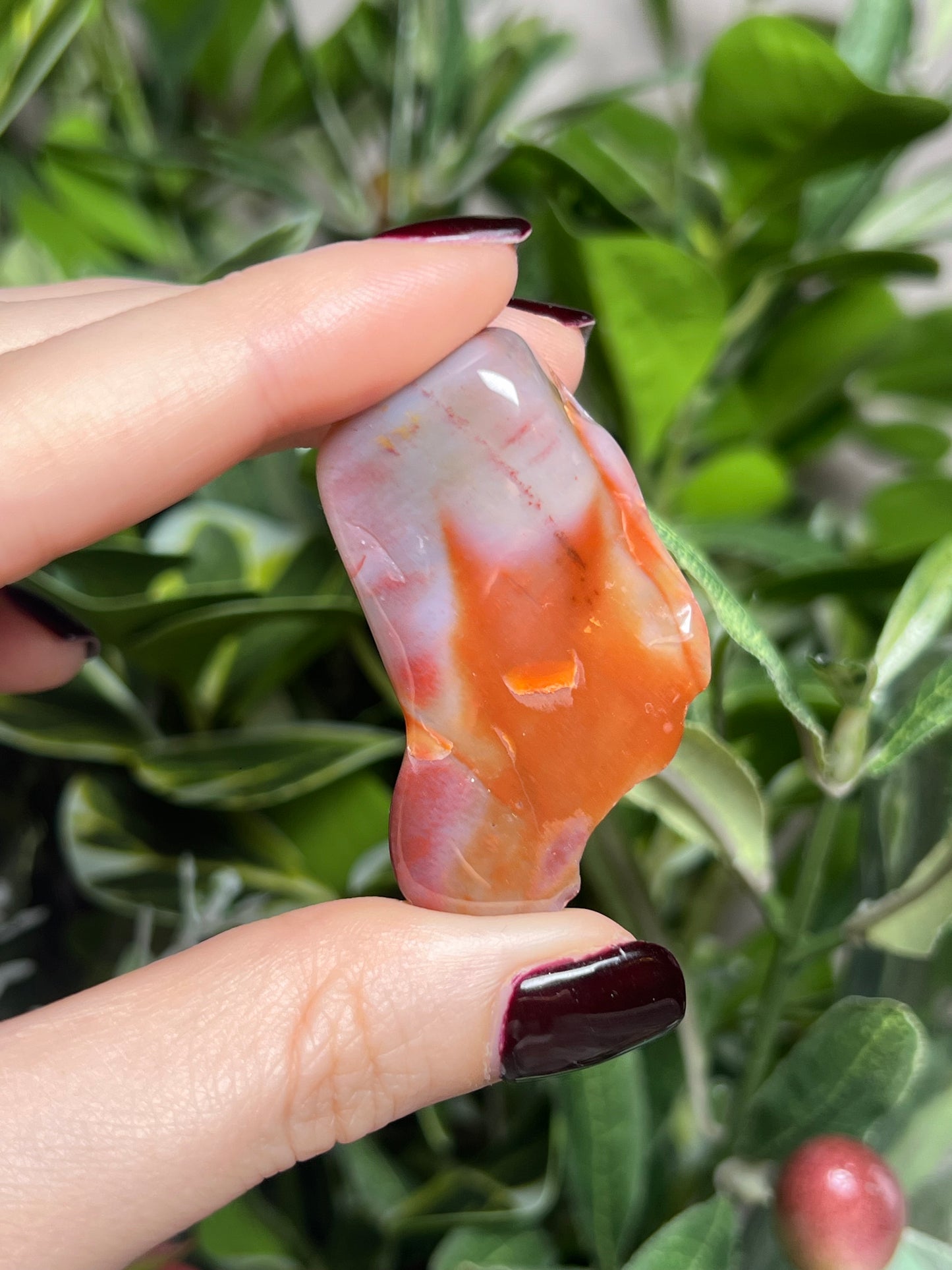 Arizona Petrified Wood Freeforms