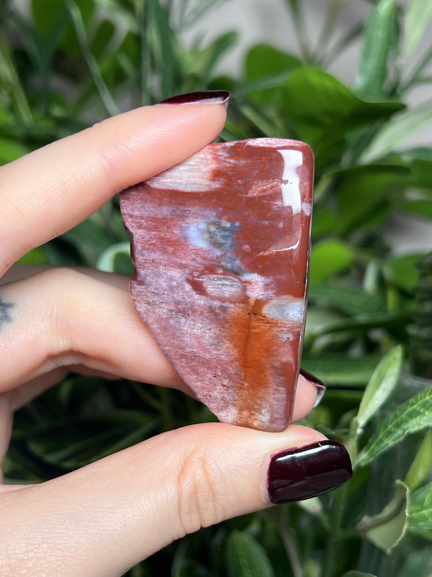 Arizona Petrified Wood Freeforms