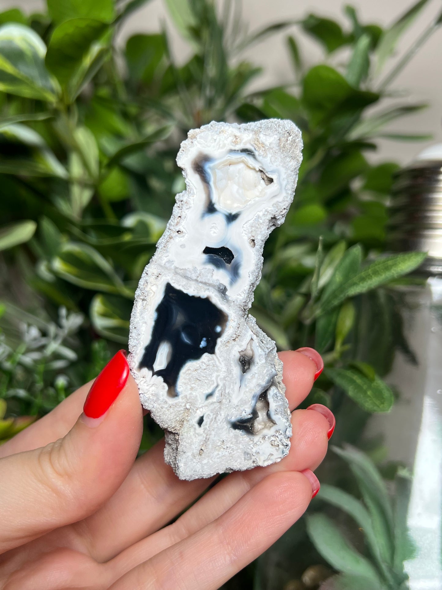 Agatized Coral
