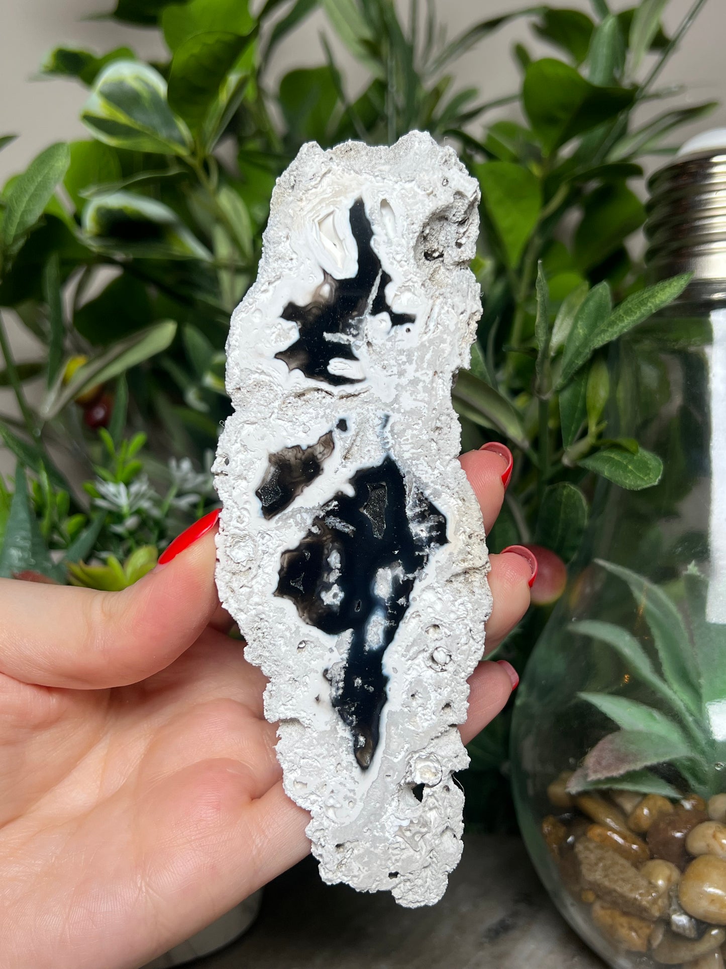 Agatized Coral