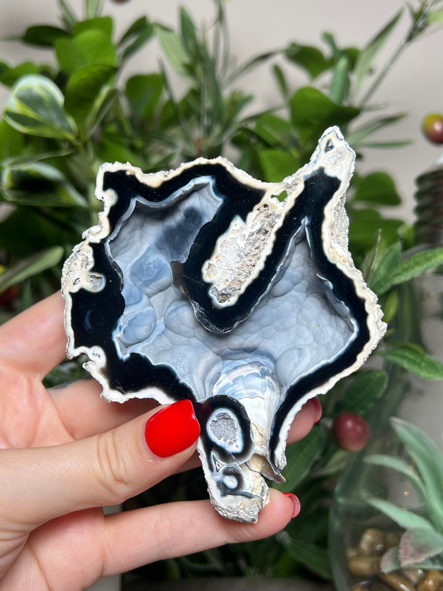 Agatized Coral