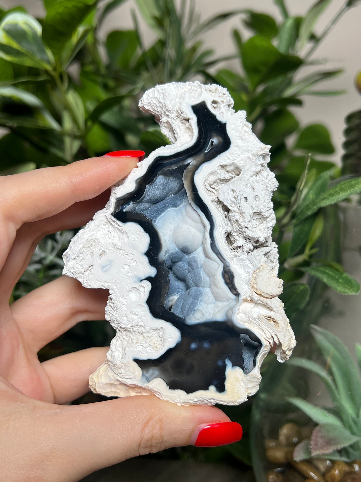 Agatized Coral