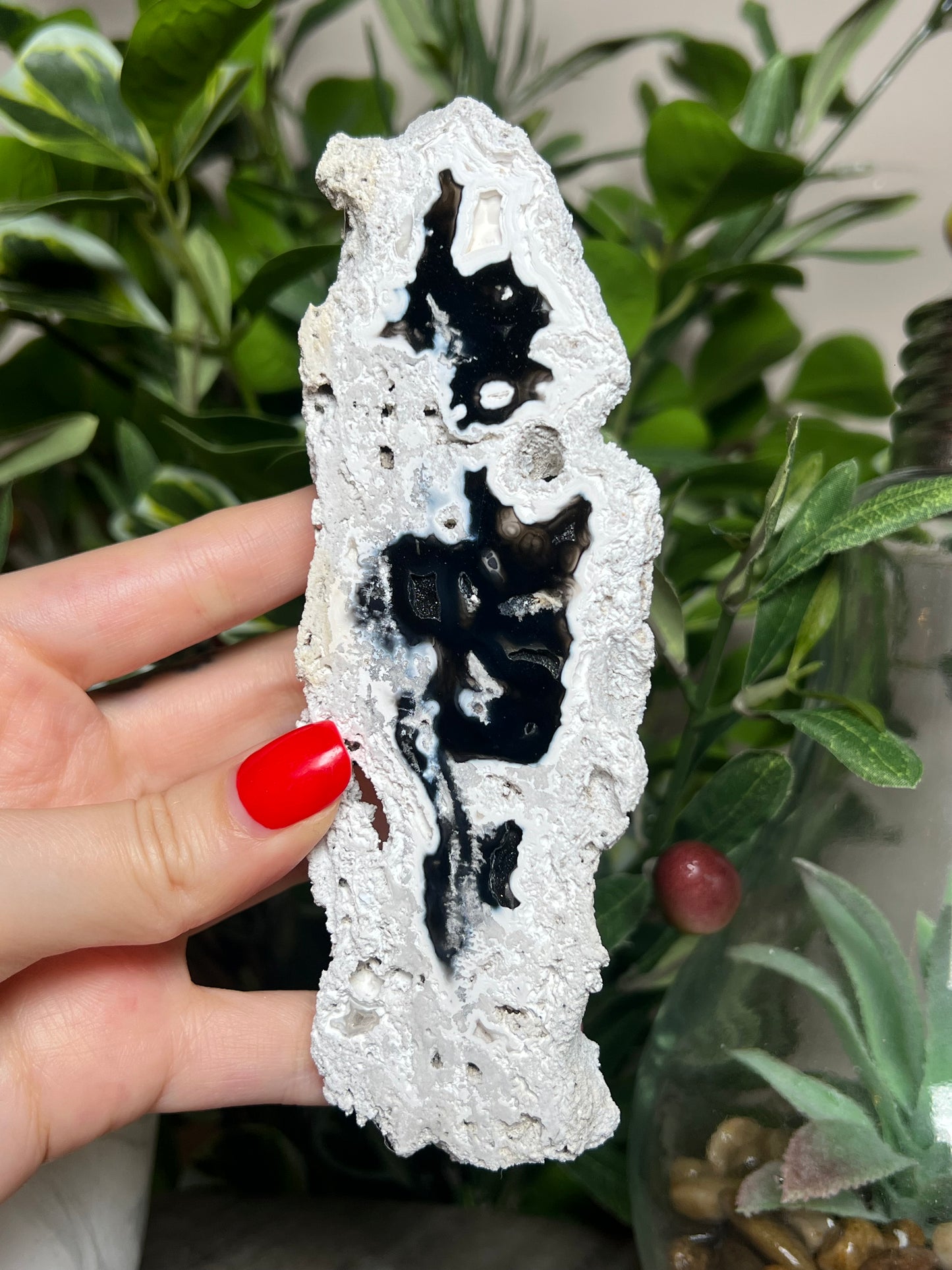Agatized Coral