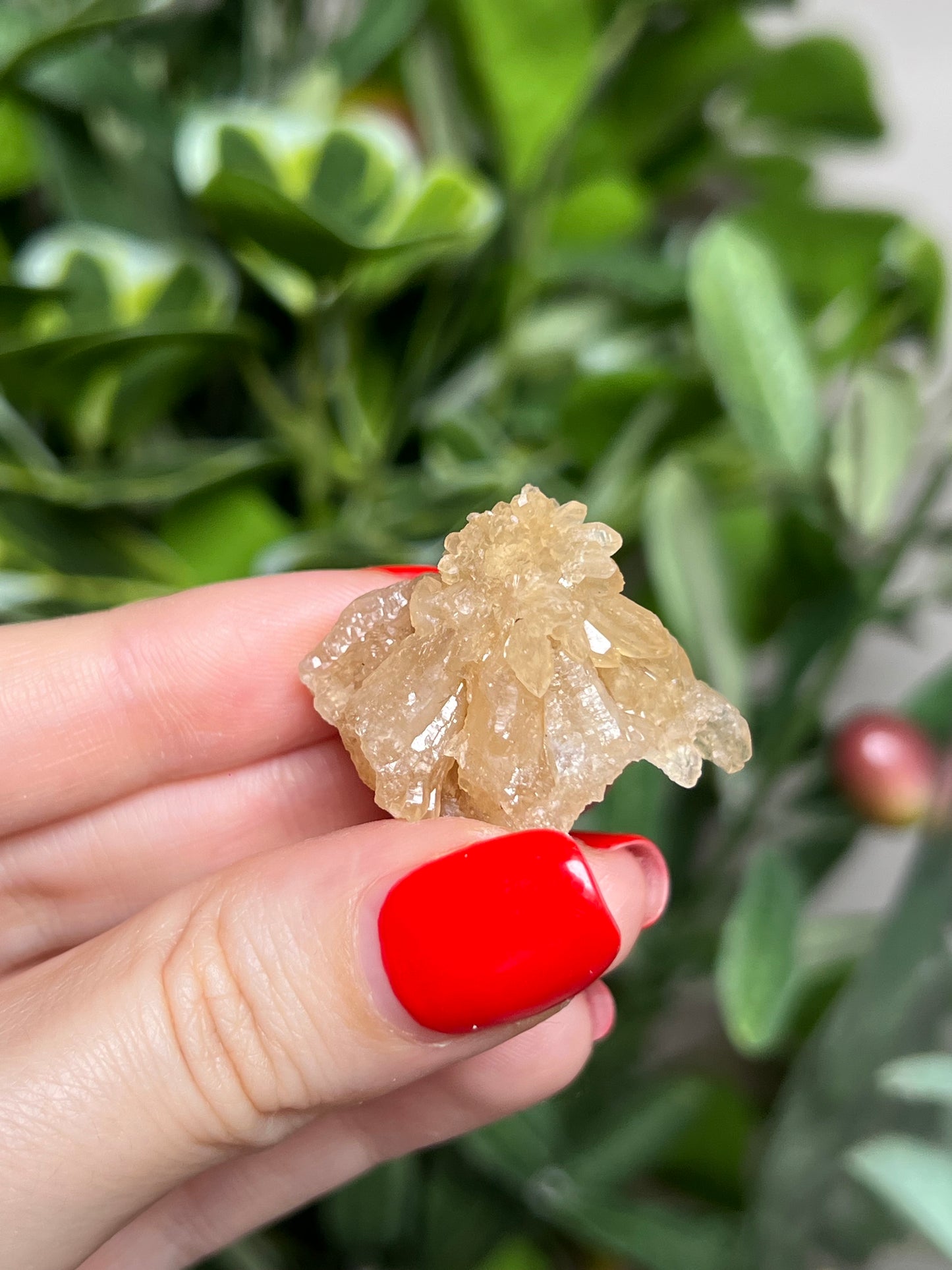 Citrine Flowers